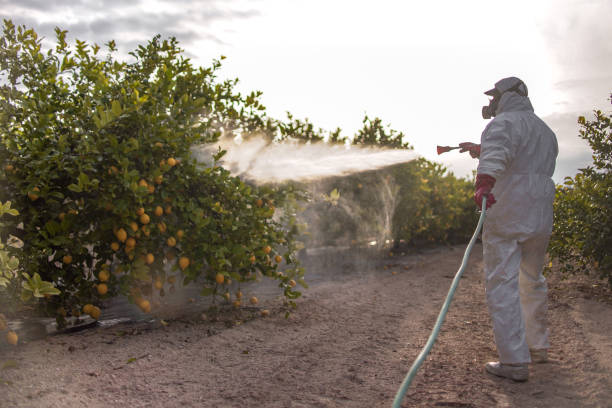 Best Affordable Pest Control Services  in Greybull, WY