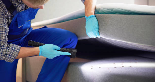 Best Termite Control Services  in Greybull, WY