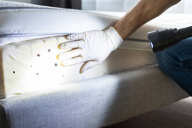 Best Emergency Pest Control  in Greybull, WY