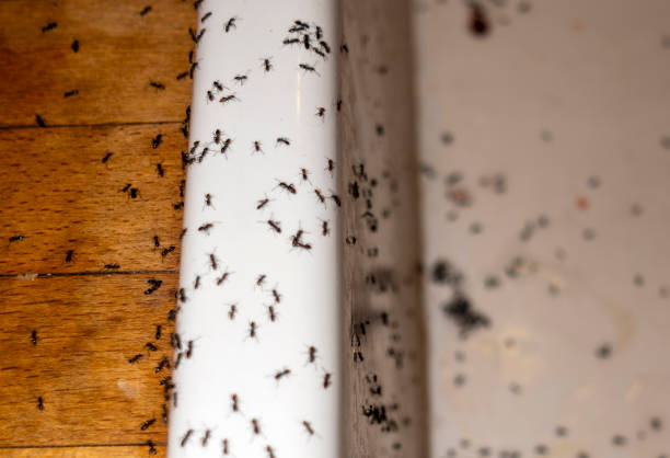 Best Flea Control Services  in Greybull, WY