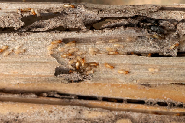 Best Pest Inspection Near Me  in Greybull, WY